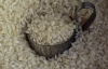 Induarroz: El problema del sector primario no son las importaciones