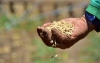 ICA y Acosemillas hacen llamado urgente para uso de semilla certificada