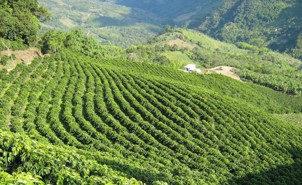 Pitalito, una tierra con aroma y sabor de caf&eacute; y guayaba