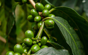 Producción de café colombiano recupera terreno frente a fenómeno de la niña