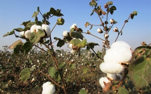 Agro, a retomar cultivos de algodón y salvar 200 mil hectáreas de la coca
