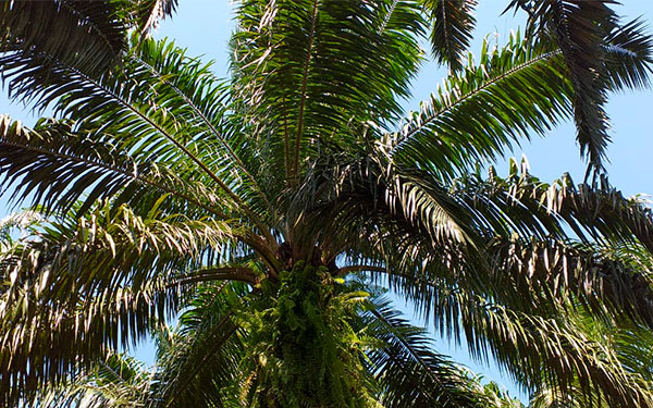 Palma de aceite en Marialabaja, una razón de peso para retomar la fe