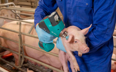 Carne de cerdo puede consumirse con toda confianza, IDAL lo garantiza