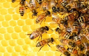 Colmenas Inteligentes conservan la población mundial de abejas