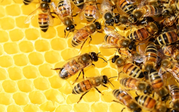 Colmenas Inteligentes conservan la poblaci&oacute;n mundial de abejas