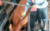 Colombia vacunó 16,5 millones de bovinos y bufalinos contra fiebre aftosa