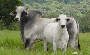 En asuntos de aftosa, las vacas no tienen color político: Fedegan
