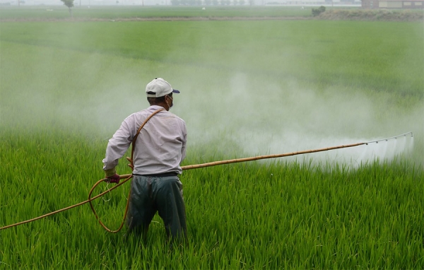 Fedearroz pide investigar origen de arroz contaminado con metales tóxicos