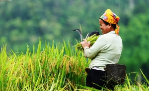 Detectan desigualdad de género en sistemas agroalimentarios de América Latina