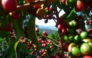Complicado panorama del café: Invierno amenaza metas de la cosecha