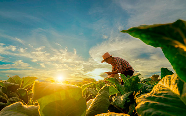 Agricultura ahora cuenta con crédito sostenible para el agro, BBVA