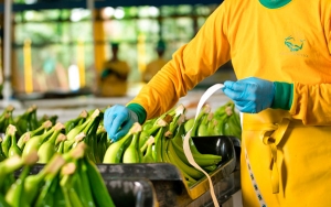 Expo Dubái acogerá el banano colombiano