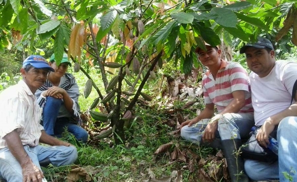 Cacao de Muzo, la nueva gema aromática de Boyacá