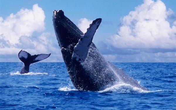 Turismo, con el calor del pacífico y el encanto de las ballenas