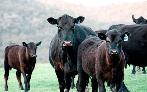 Exportaciones de ganado en pie generan caída en ventas externas de carne