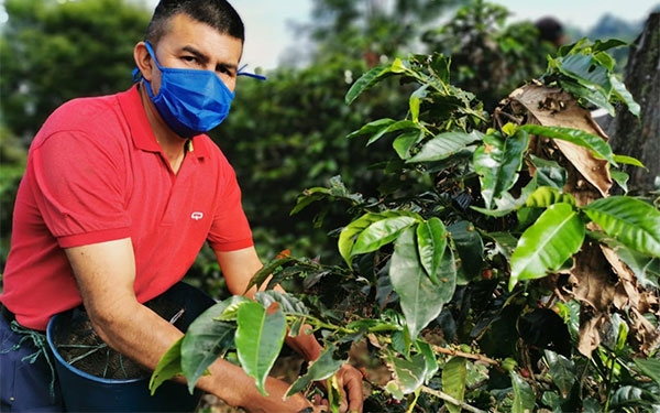 Con reglamento y bioseguridad, caficultores listos para la cosecha grande