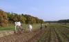 Agricultores venezolanos denuncian que Gobierno y delincuencia los arrinconan