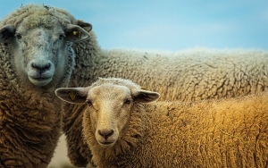 Rebaño nacional camino a los cinco millones de ovejas: Asoovinos