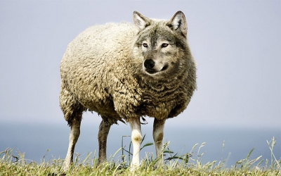 Cooperativas, un modelo serio y confiable, pero hay lobos con piel de oveja