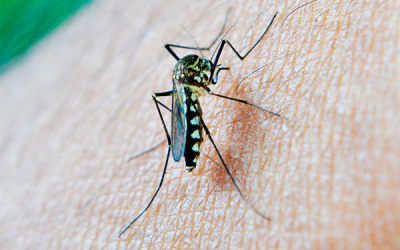 Dise&ntilde;an plan para suministro sostenible de vacunas contra la malaria