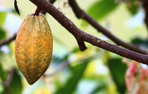Balance con aroma a chocolate: Cacao cierra año con crecimiento en producción