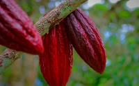 Pequeños cacaocultores consideran biofábricas para fertilizar: Swisscontact