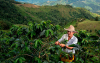 Cooperativas cafeteras: Andes, la cuota inicial de un gran problema
