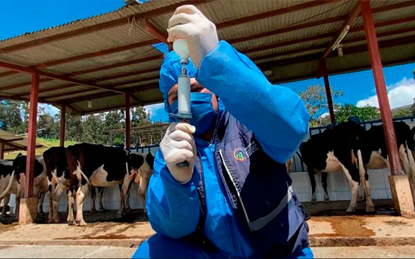 Protegidos contra aftosa 10 millones de bovinos en ciclo de vacunación