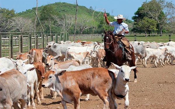 Hato ganadero crece y proyecta mejores exportaciones