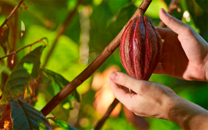 En cultivos de cacao, cuentas claras y chocolate espeso