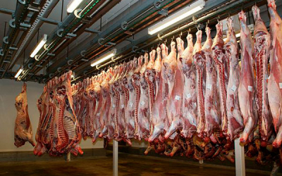 Por alzas, frigor&iacute;ficos urgen regular exportaciones de ganado en pie