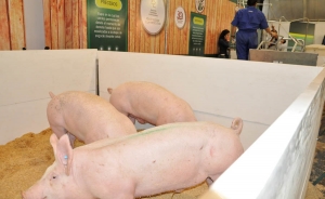 Agroexpo tendrá seminario internacional de porcicultura