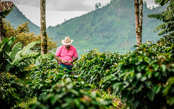 Cooperativas cafeteras, garantía de compra y tranquilidad en productores