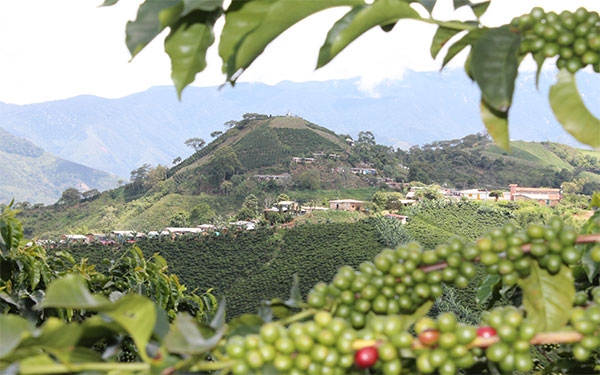 Café bendito del Cauca, un sacrilegio no tomarlo
