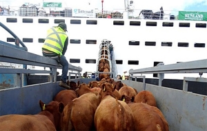 Colombia arrancó el 2019 con pie derecho en exportaciones bovinas