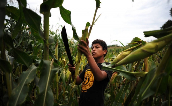 La carest&iacute;a es culpa de &ldquo;El Ni&ntilde;o&rdquo; y no de los supermercados: Fenalco
