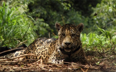 Si desaparece el jaguar, las pandemias se multiplicar&aacute;n: Fundaci&oacute;n Pantera