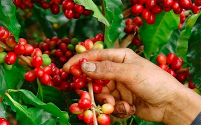 Café, el salvavidas del sector agropecuario, crece 21,4% en el trimestre