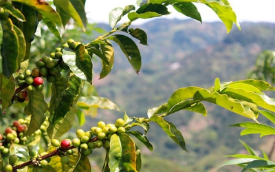 Cafeteros en alerta, nuevos linajes y variantes de roya están en Colombia
