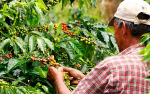 Producción de café de Colombia cae 22% en noviembre