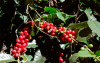 Las exportaciones mundiales de caf&eacute; en enero subieron casi un 14%