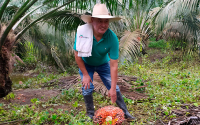 Pequeños palmicultores urabeños, paradigma de productividad