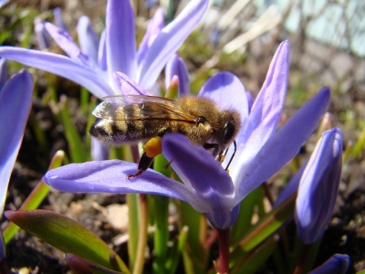 Las abejas son muy &uacute;tiles, pero est&aacute;n amenazadas y con ellas el ecosistema agr&iacute;cola