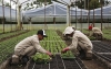 Agricultores y gobierno siguen en alerta por heladas