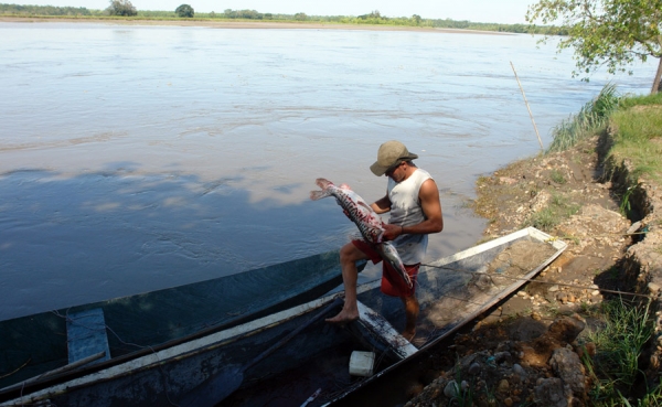 Inicia segundo periodo de veda del bagre rayado del Magdalena