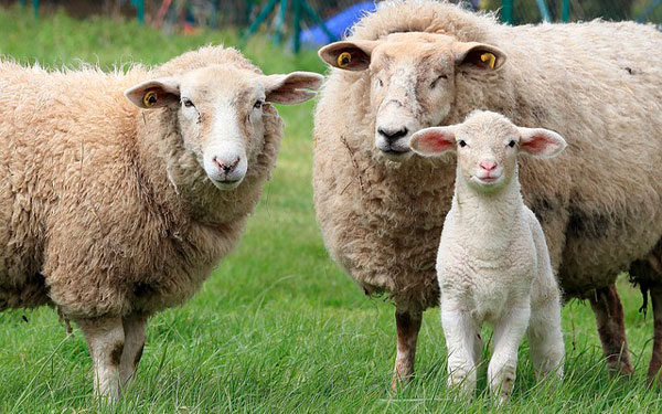 En Colombia el 70% de ovinos se sacrifican de manera ilegal