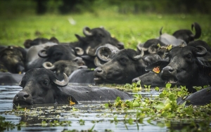 Búfalos, la gran apuesta del mercado de leche y carne