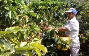 Andariegos: Seres humanos que cambian vida por café