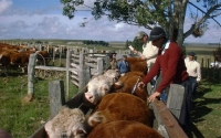 Contra aftosa han sido inmunizados 23,9 millones de bovinos y bufalinos