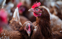 Hong Kong suspende compra de pollo a EEUU por gripe aviar H5N1